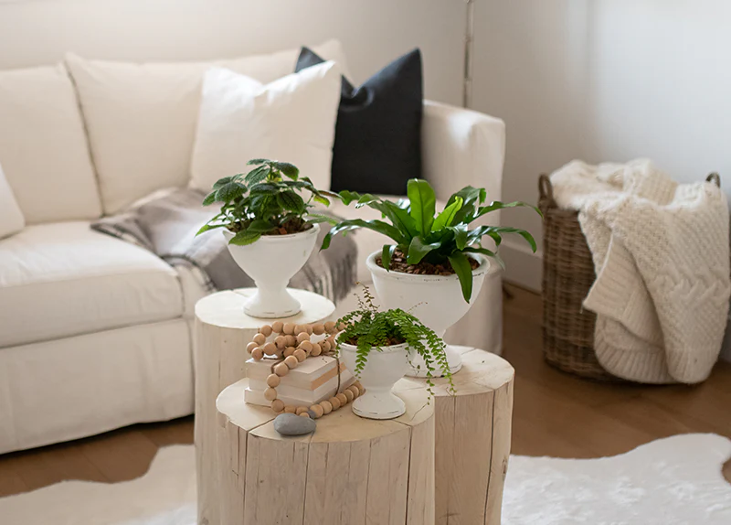 20 Tips for Decorating your Home with Indoor Spider Plants