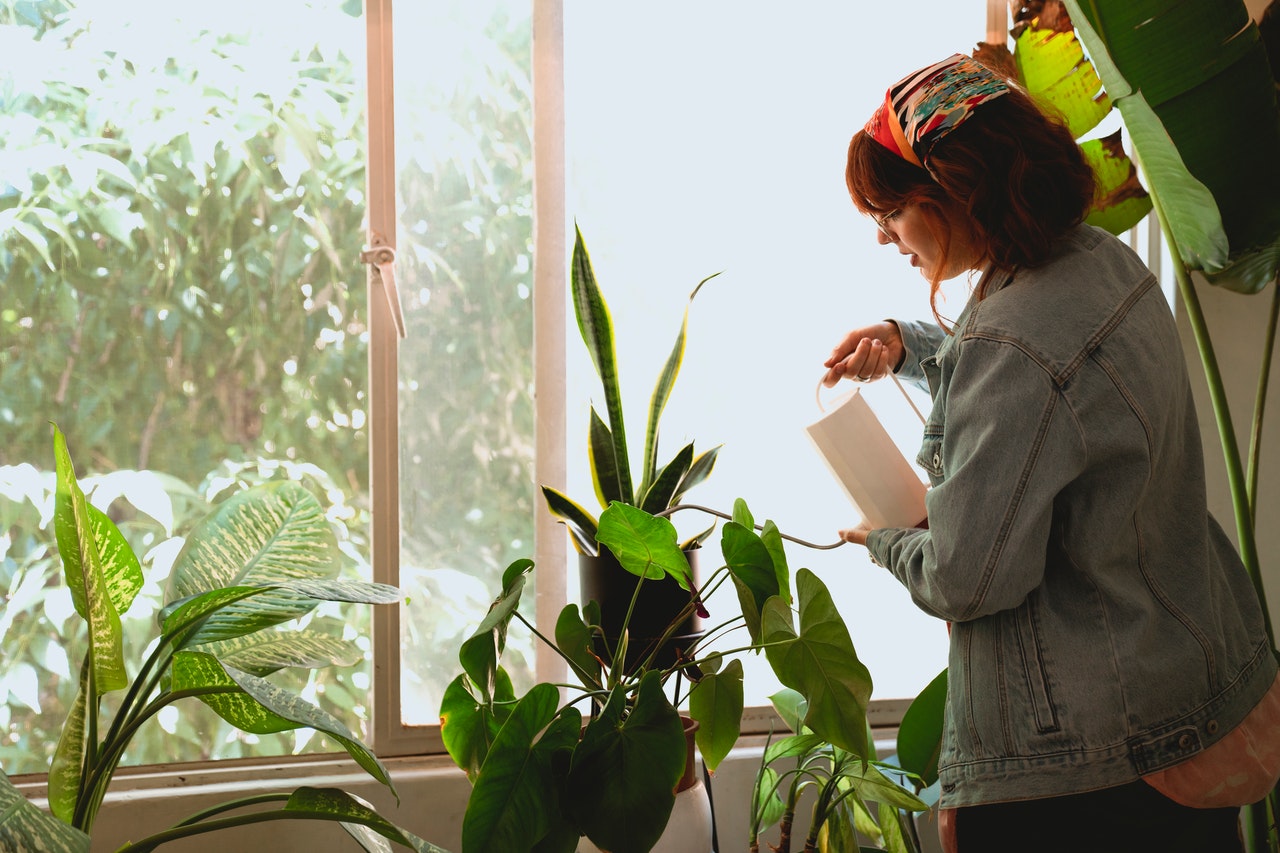 20 Tips for Decorating your Home with Indoor Spider Plants